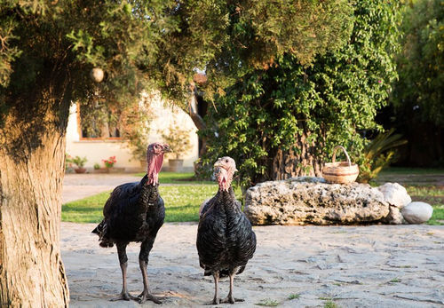 B&B La Chora Di Paestum Zewnętrze zdjęcie
